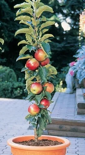 Apple Tree- Williams' Pride — Cascadia Edible Plant Nursery